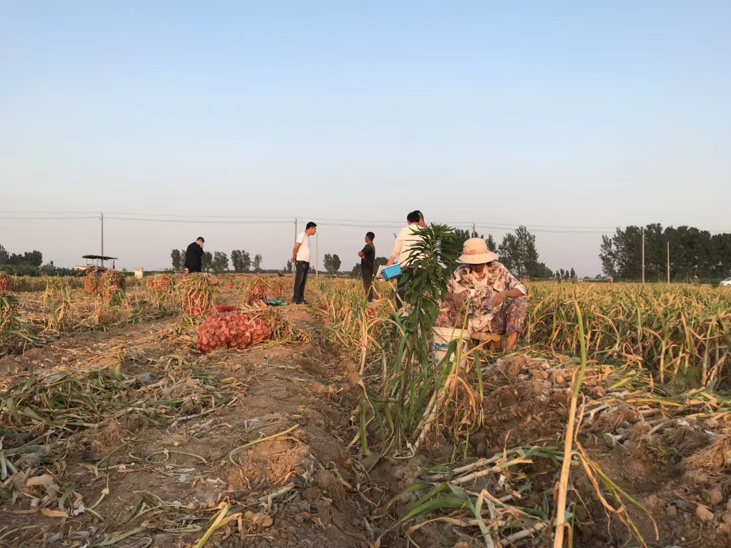 Преглед на истражување на пазарот на снабдување и побарувачка на лук во 2020 година